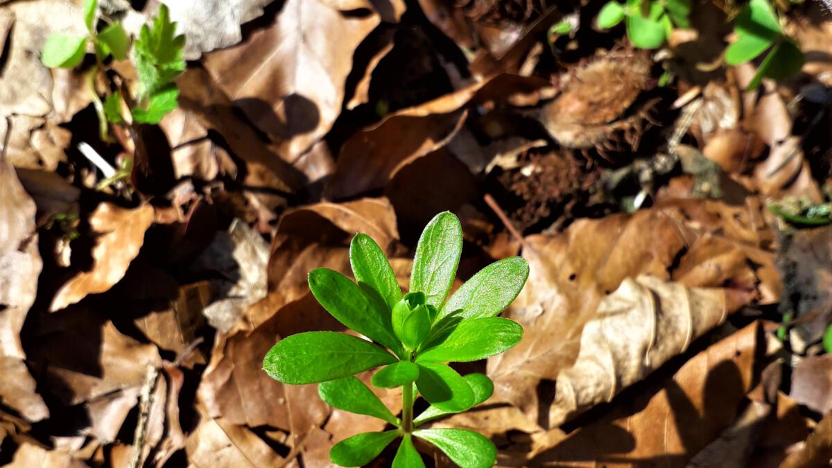 Unaufhaltsam bricht dieser Waldmeister im Frühjahr durch das Buchenlaub.