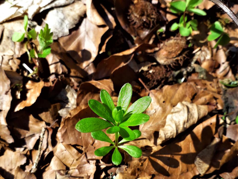 Unaufhaltsam bricht dieser Waldmeister im Frühjahr durch das Buchenlaub.