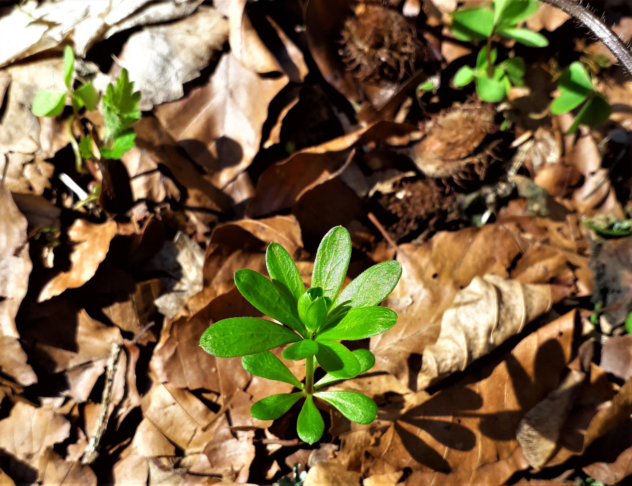 Unaufhaltsam bricht dieser Waldmeister im Frühjahr durch das Buchenlaub.